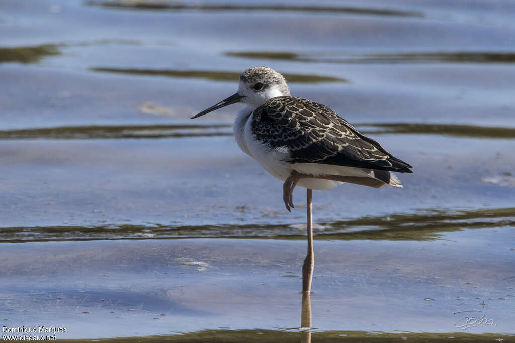 Échasse blanchejuvénile, identification