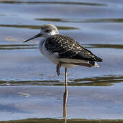 Black-winged Stilt