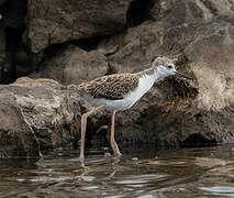 Black-winged Stilt