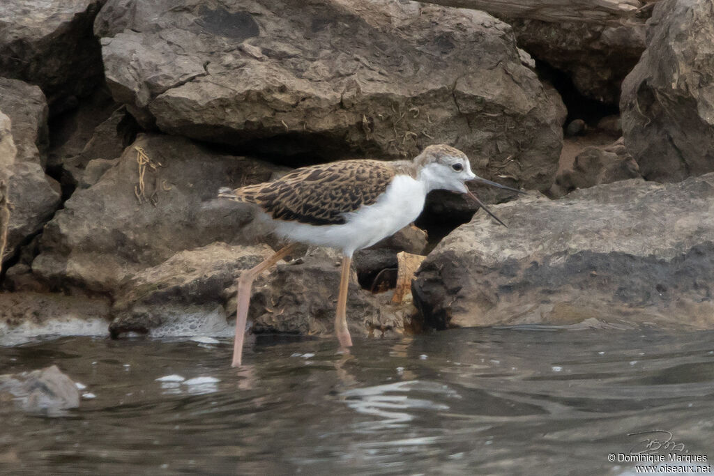 Échasse blanchejuvénile, identification