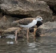 Black-winged Stilt