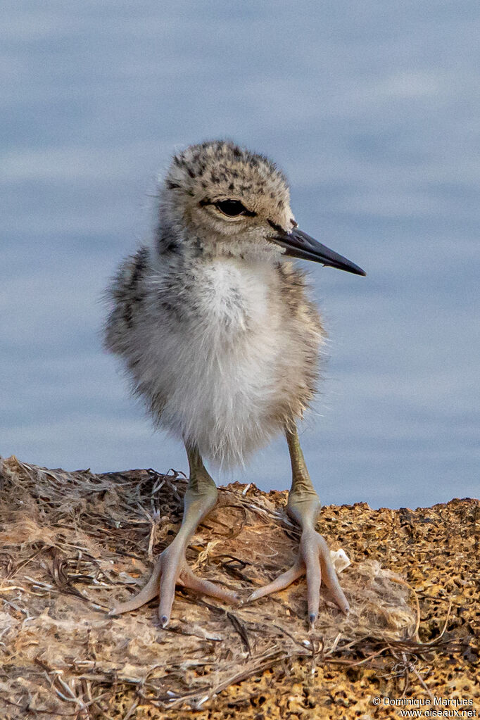 Black-winged StiltPoussin, identification