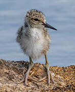 Black-winged Stilt