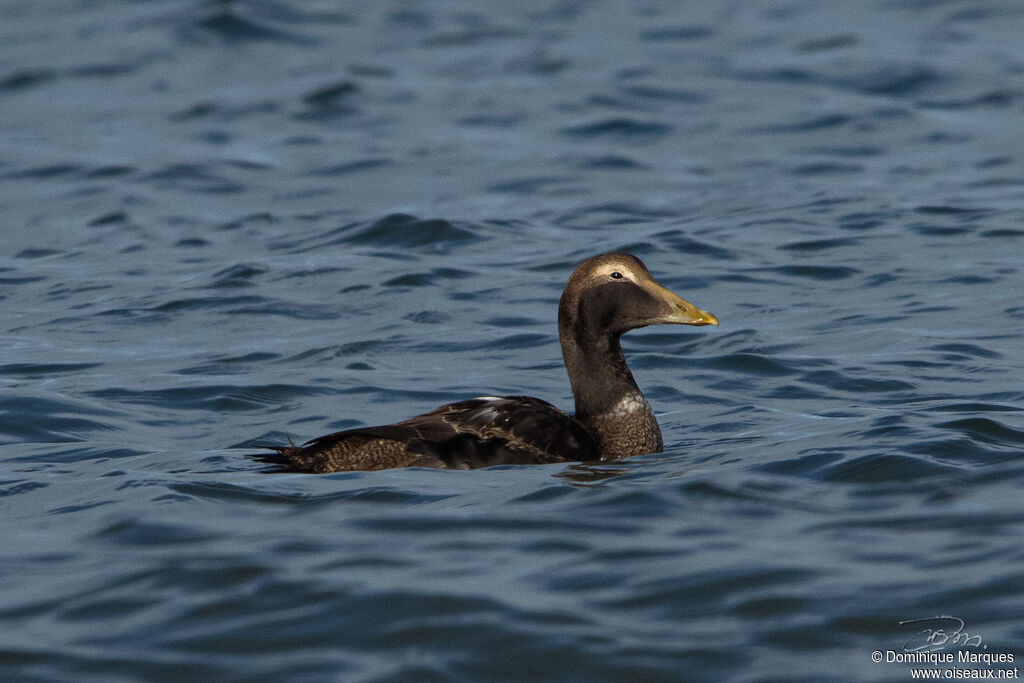 Common Eider male subadult post breeding, identification, swimming