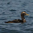 Eider à duvet