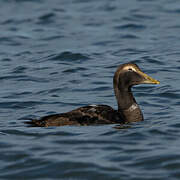 Eider à duvet