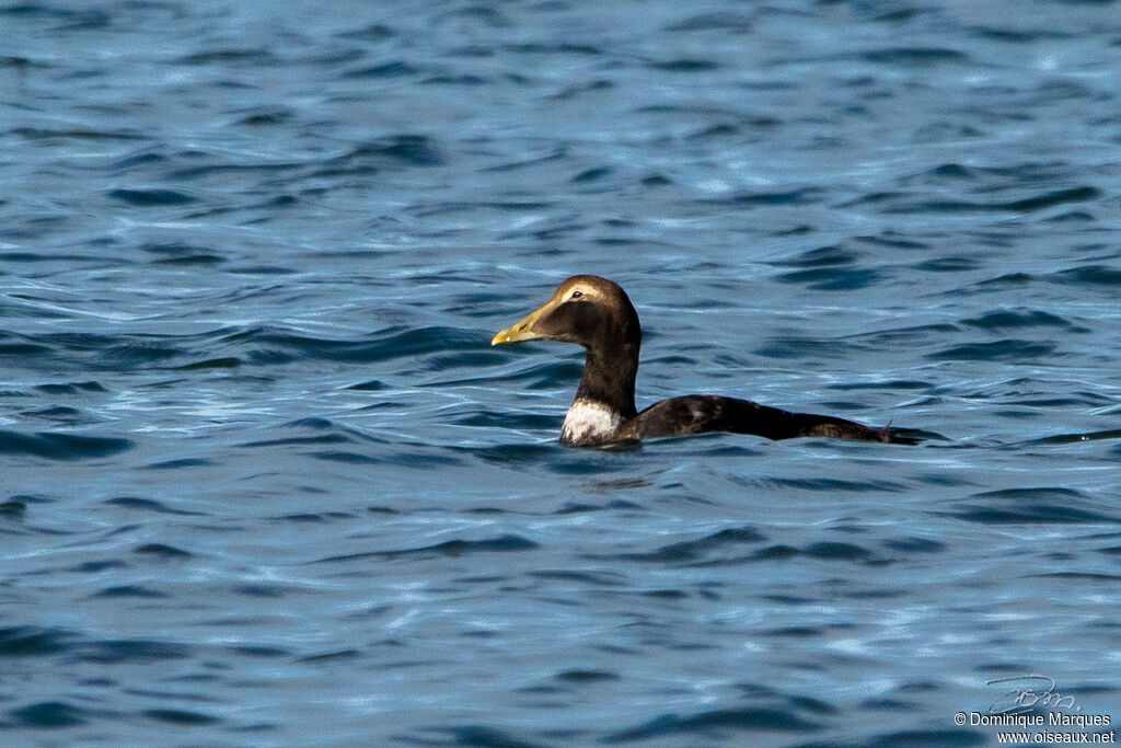 Eider à duvet mâle subadulte internuptial, identification, nage