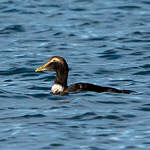 Eider à duvet