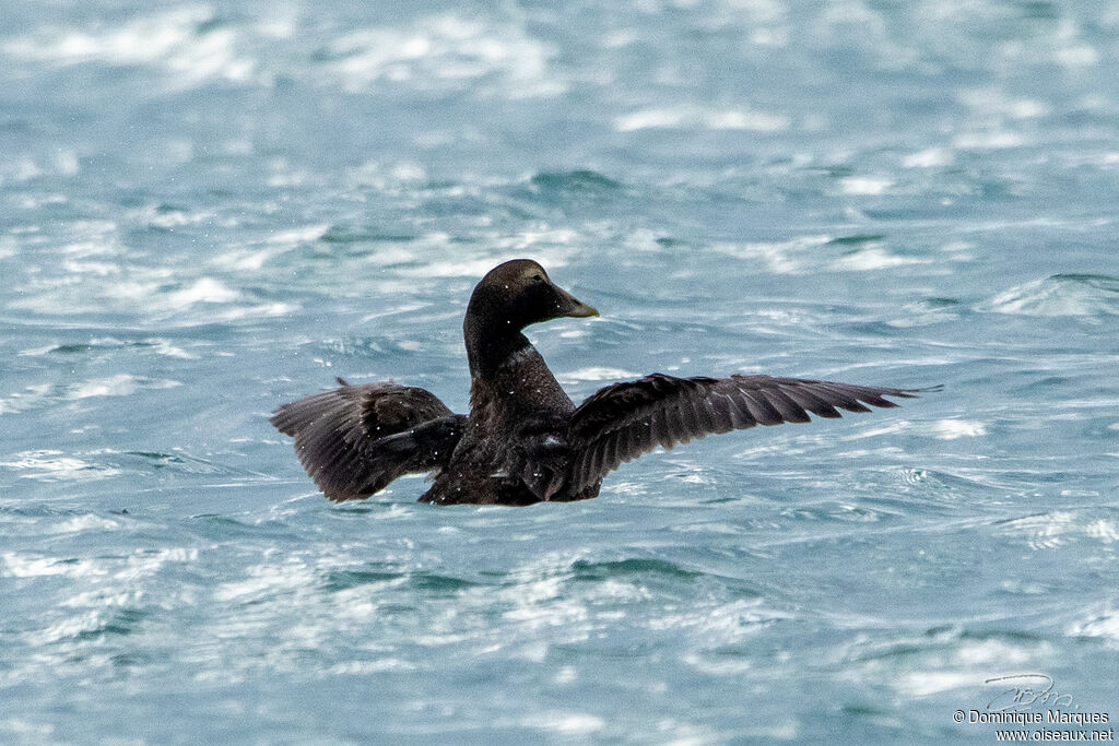 Common Eidersubadult post breeding