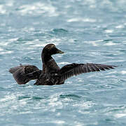 Common Eider