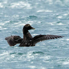 Eider à duvet