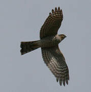 Eurasian Sparrowhawk