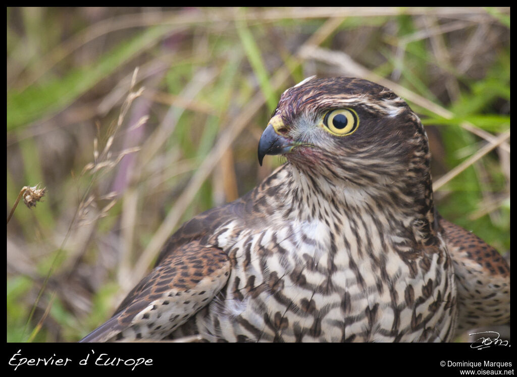 Eurasian Sparrowhawk female adult, identification