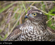 Eurasian Sparrowhawk