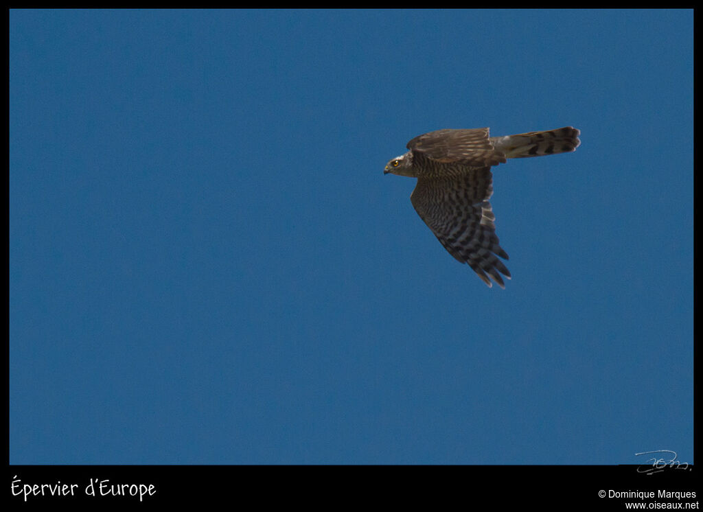 Eurasian Sparrowhawkadult, identification