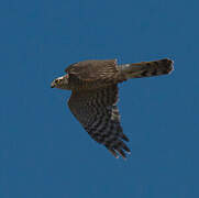 Eurasian Sparrowhawk