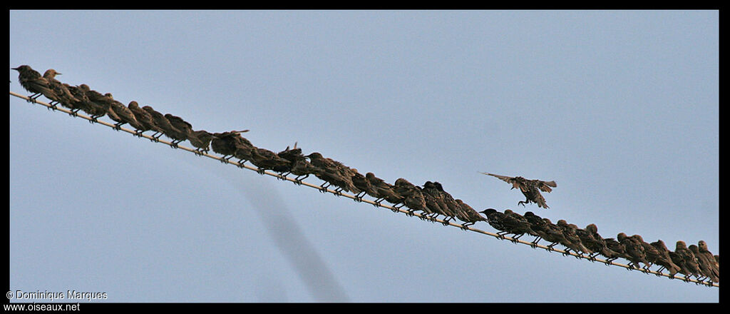 Common Starling, Behaviour