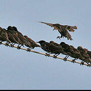 Common Starling