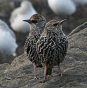 Common Starling