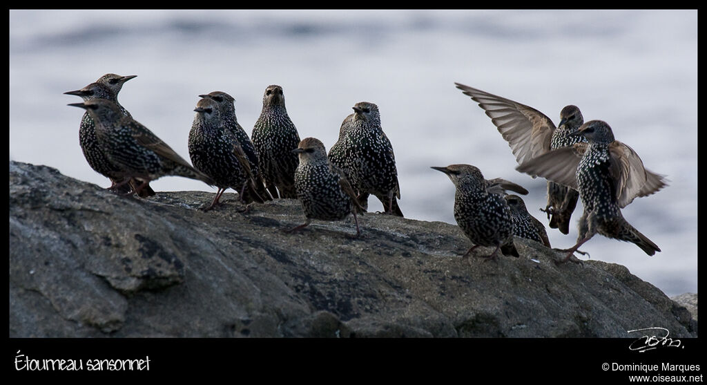 Common Starling, identification