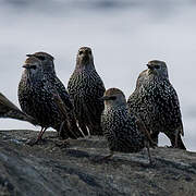 Common Starling