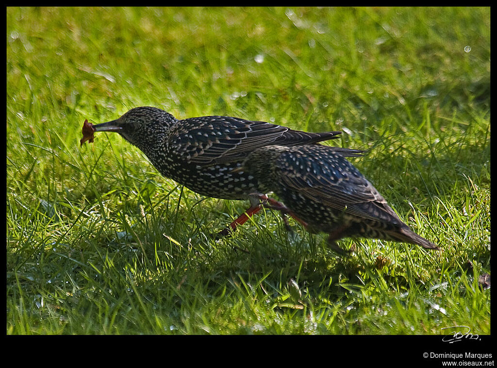 Common Starlingadult, identification, Behaviour