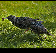 Common Starling