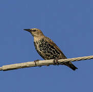 Common Starling