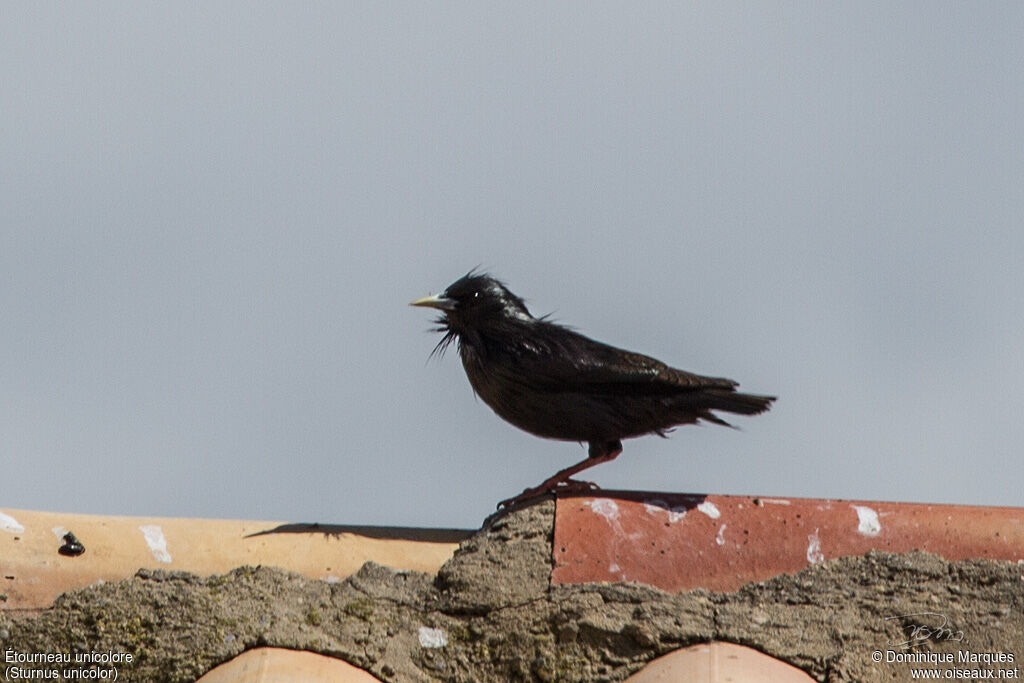 Spotless Starlingadult, identification