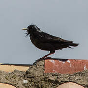 Spotless Starling