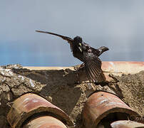 Spotless Starling