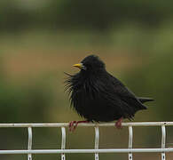 Spotless Starling