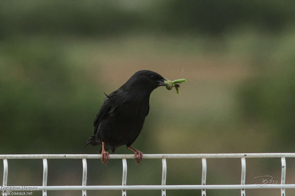 Spotless Starlingadult, feeding habits