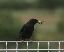 Spotless Starling