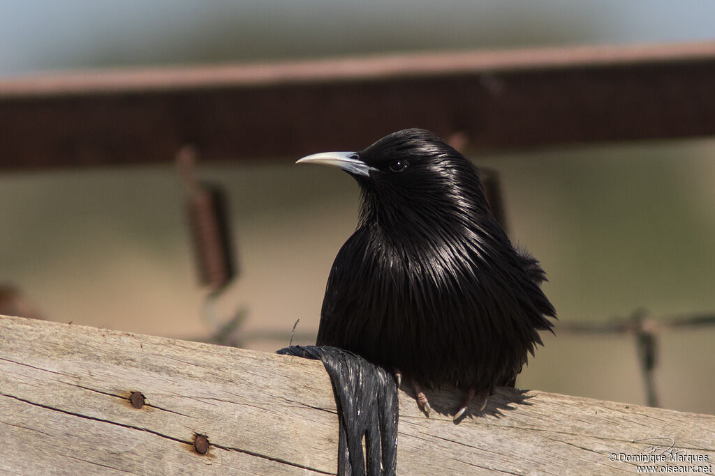 Spotless Starling