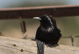 Spotless Starling