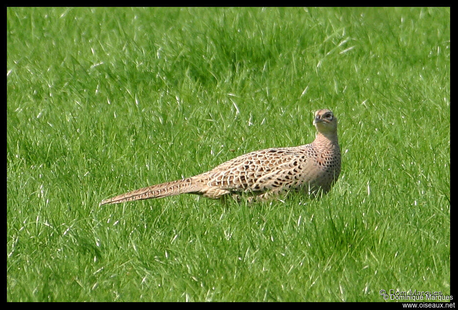 Common Pheasant female adult breeding, identification