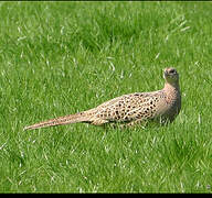 Common Pheasant