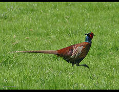 Common Pheasant