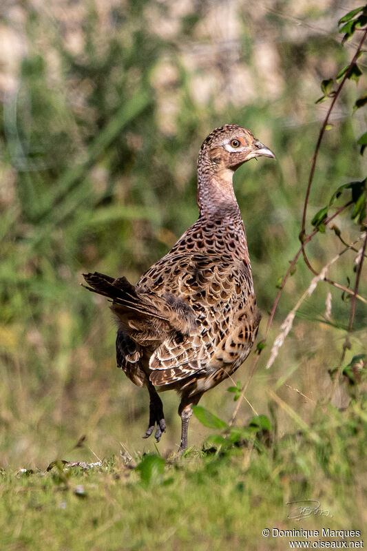 Common Pheasant female adult, identification