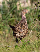 Common Pheasant