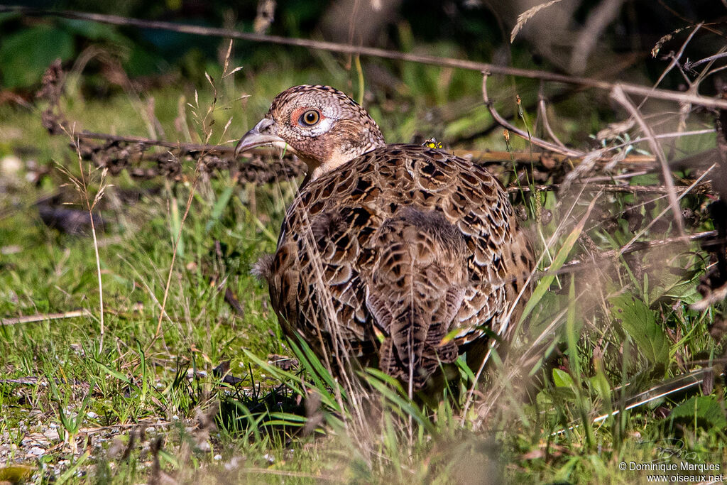 Common Pheasant female adult post breeding, close-up portrait