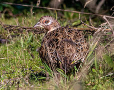 Common Pheasant