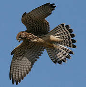 Common Kestrel