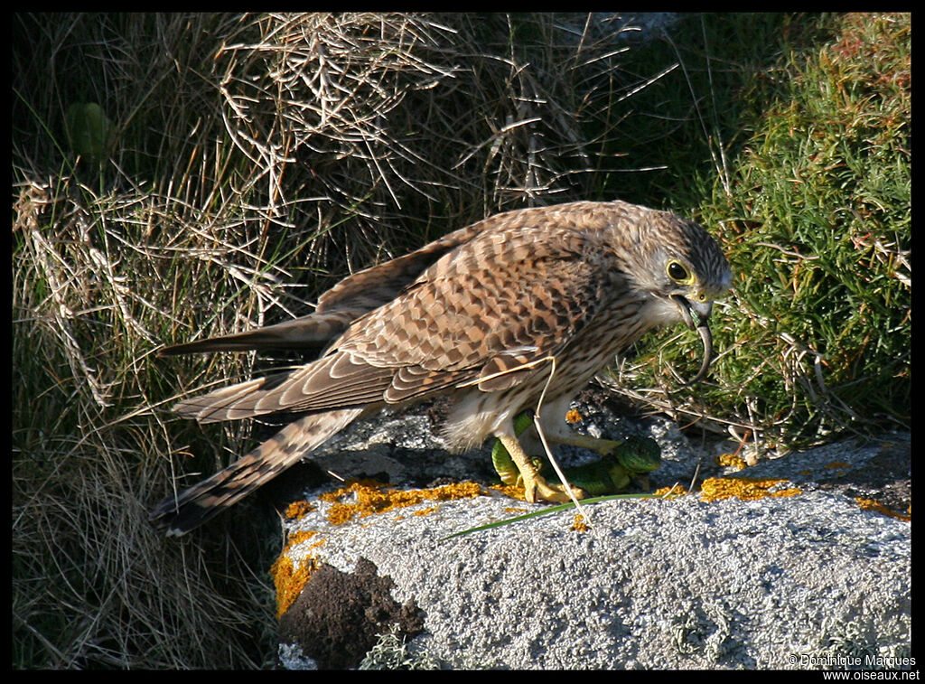 Faucon crécerelleadulte, identification, régime, Comportement