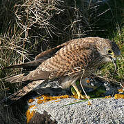 Common Kestrel