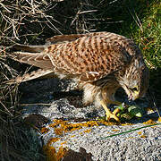 Common Kestrel