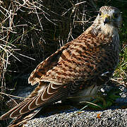 Common Kestrel