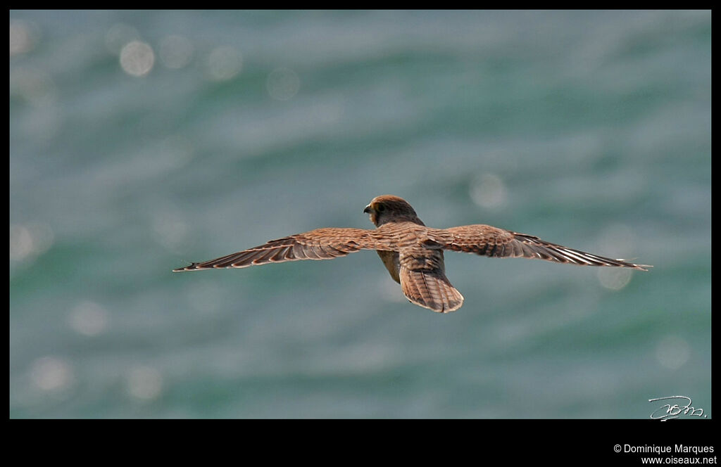 Common Kestrel female adult, Flight