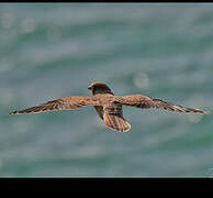 Common Kestrel